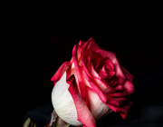 7E17A337, 4E88 40E0 85F7 F5C0520FC5221